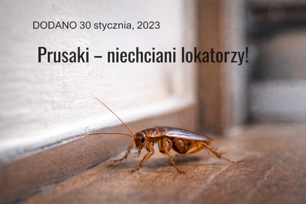 Zwalczanie prusaków-Dezynpol