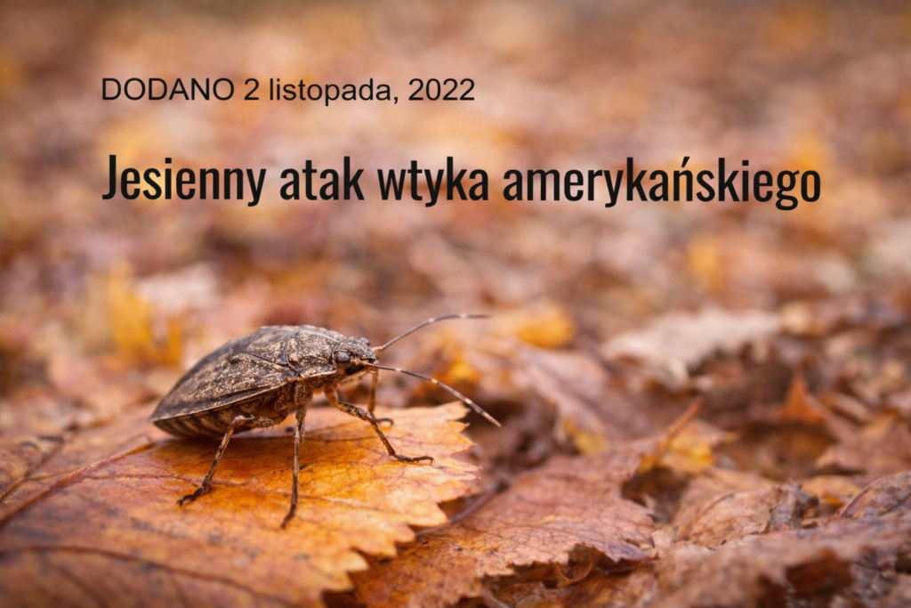 /jesienny-atak-wtyka-amerykanskiego/