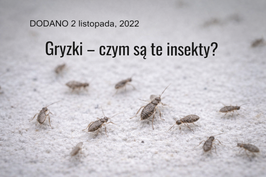 gryzki-zwalczanie