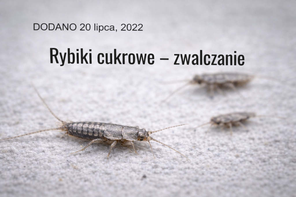 rybiki-cukrowe-zwalczanie