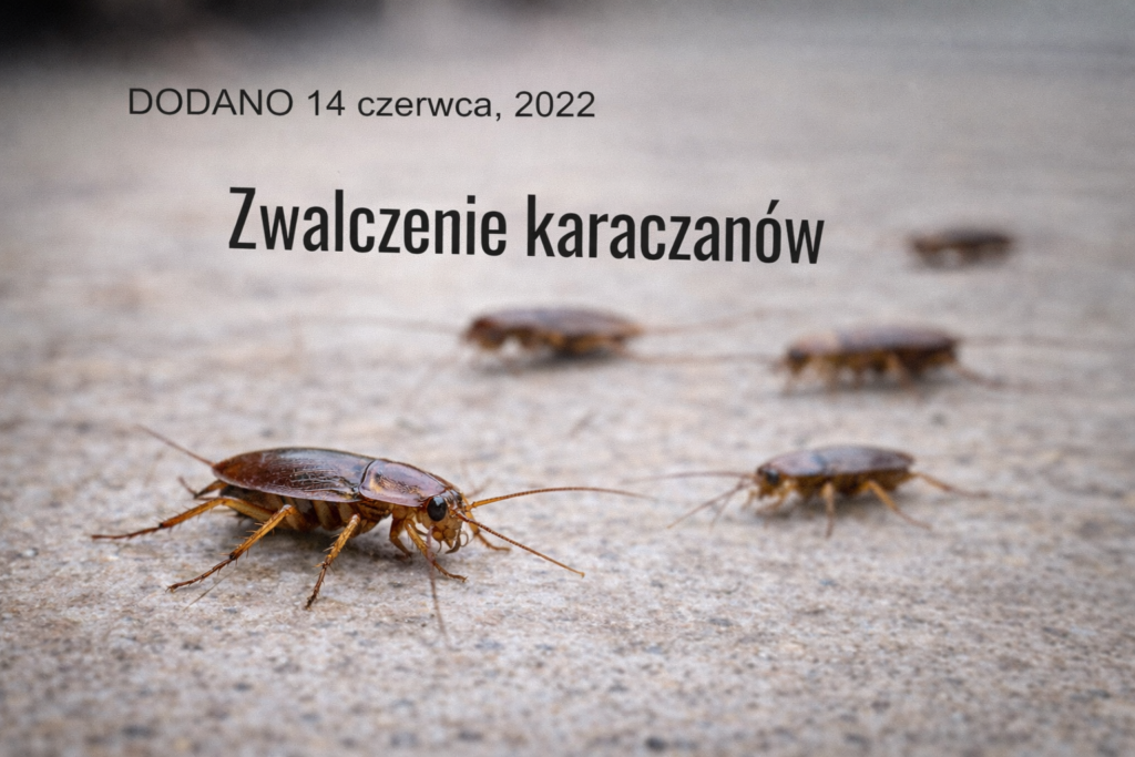 Zwalczanie karaczanów