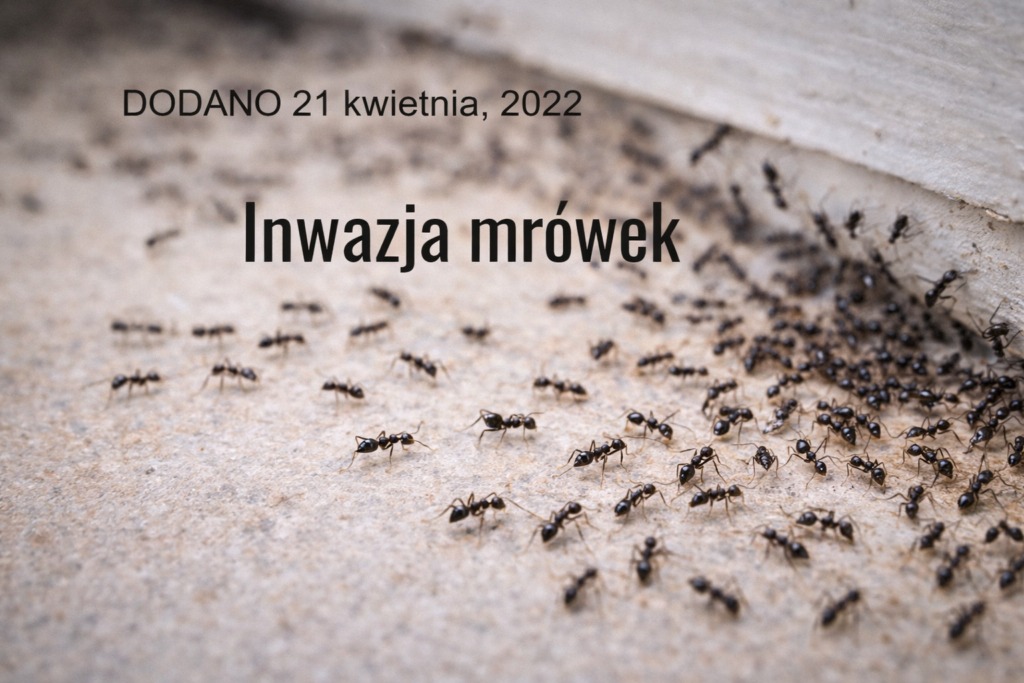 inwazja mrówek