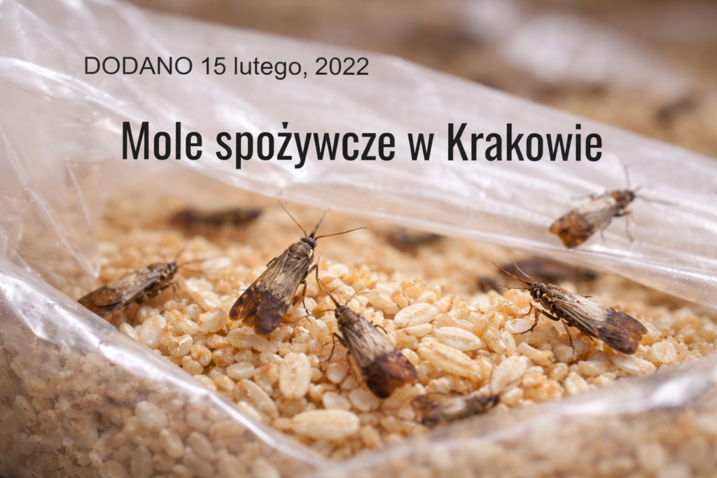 Mole spożywcze w Krakowie