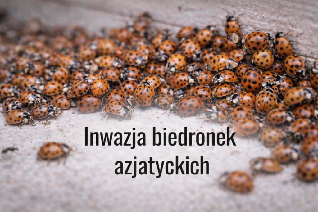 Inwazja biedronek azjatyckich