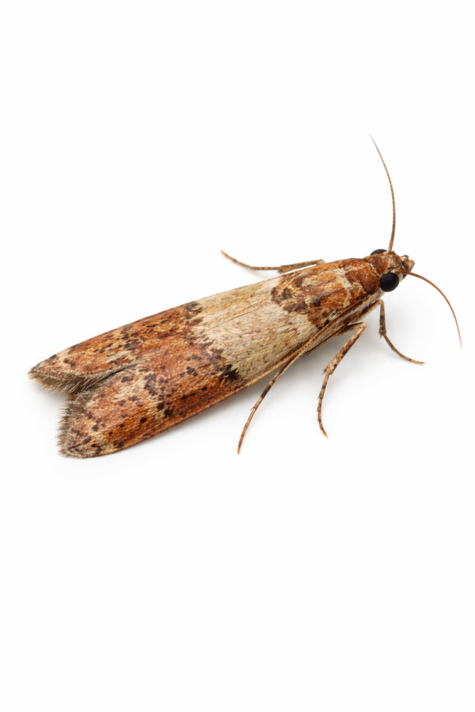 LISTA SZKODNIKÓW mole spożywcze w kuchni zwalczanie Kraków Katowice Kielce